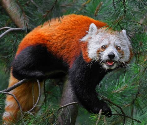 The 30 Cutest Red Panda Photos Stuffmakesmehappy