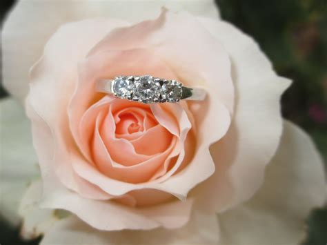 無料画像 工場 白 リング 花弁 愛 ローズ ピンク 閉じる 婚約指輪 ダイヤモンド フローリストリー フロリバンダ