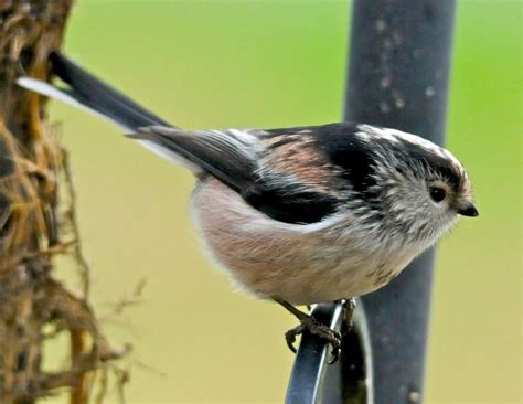 Long Tailed Tit Facts Long Tailed Tit Information
