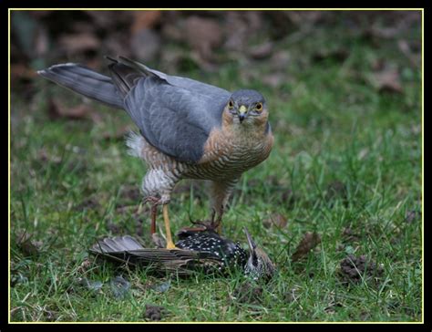 Krähe attackiert frau im garten. Greifvogel in unserem Garten Foto & Bild | tiere, wildlife ...