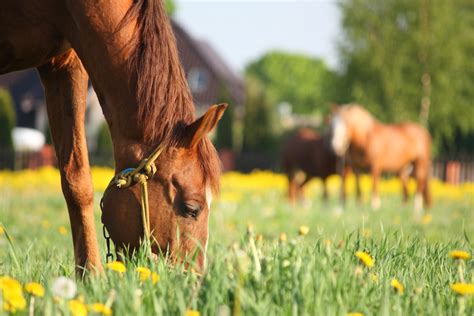10 Fascinating Facts About Horses You Didnt Know Page 3 Animal