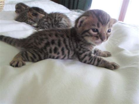 It's free to post an ad. Bengal Kittens for Sale in Brookville, Ohio Classified ...