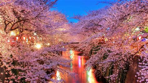 10 New Japanese Cherry Blossom Wallpaper Hd Full Hd 1920×1080 For Pc