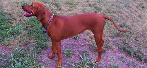 Redbone Coonhound Pet Your Dog