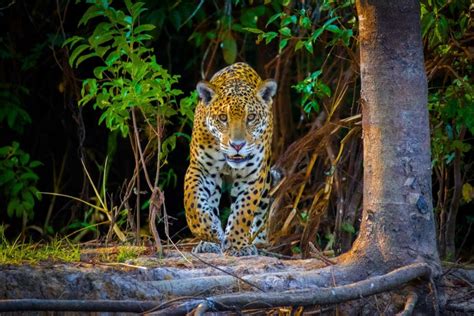 10 Interesting Facts About Jaguars Amazon Wildlife