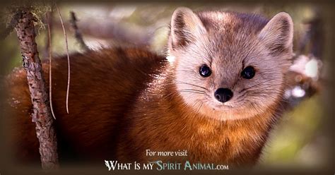 Marten Symbolism And Meaning Spirit Totem And Power Animal