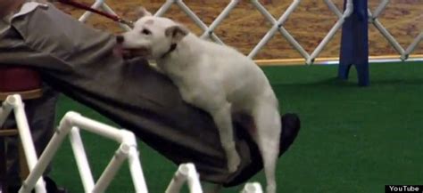 The Humpy Awards Dog Leg Humping Competition Is Brilliant Viral