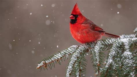 Red Cardinal Bird Is Sitting On Snow Covered Tree Branch 4k Birds Hd