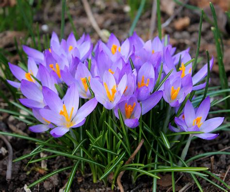 Collection 98 Pictures Images Of Crocus Flowers Latest 102023