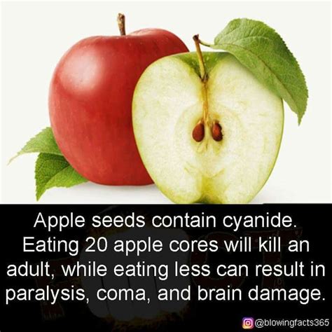 Pin By J P On Facts That Will Blow Your Mind Apple Seeds Apple