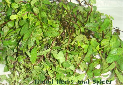 Jamaican Black Mint Island Herbs And Spices