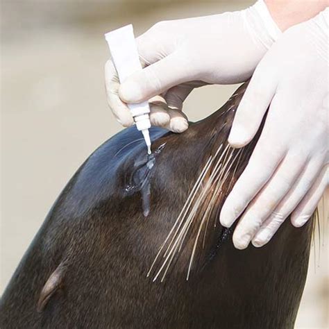 Aquatic Animal Medicine And Conservation Resources