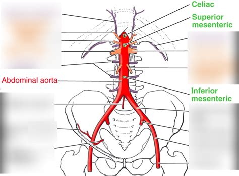 Pelvic Arteries Diagram Quizlet
