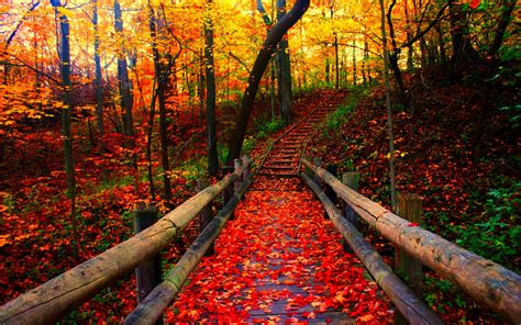 Autumn Fall Season Nature Landscape Leaf Leaves Color