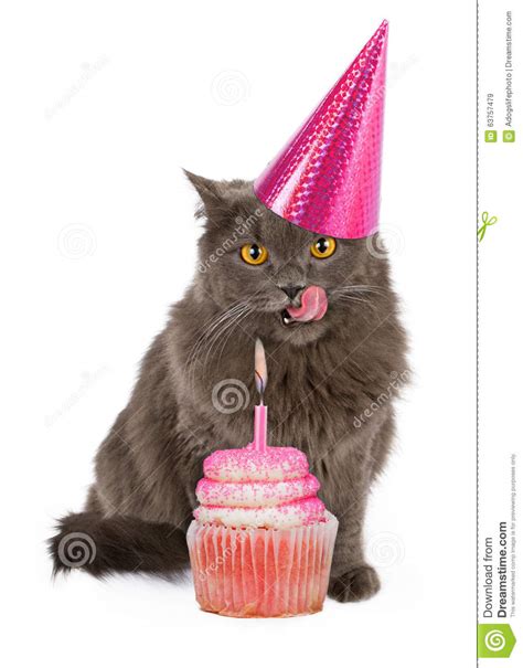 Happy Birthday Party Cat With Pink Cupcake Stock Photo Image 63757479