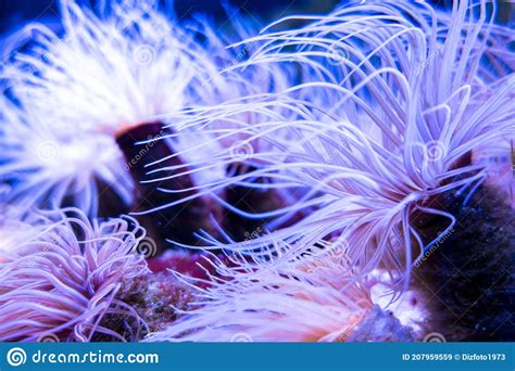 Cerianthus In The Aquatic Environment Genus Of Tubular Anemones Stock