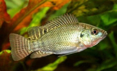 Berikut ini akan diulas potensi ikan nila cara mengobati ikan yang terserang penyakit trichodina sp. Cara Membuat Pakan Ikan Nila Agar Cepat Besar, Pakan Lele Organik (Baru) Tempat Pinjam Uang