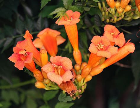 Southern Lagniappe: Song of the Trumpet Vine