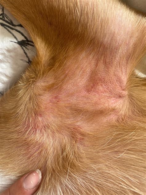 My Dog Has A Rash Under His Armpits Its Flared Up Over Night It