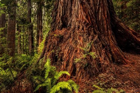 Among The Giants Redwood National Park Bill Leach Fine Art Photography