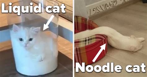 19 Photos That Prove Cats Are Both A Liquid And A Solid