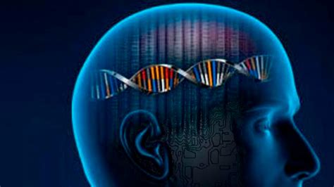 Más De Mil Genes Están Asociados A La Inteligencia Invdes