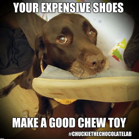 Chuckie The Chocolate Lab Funny Dog Memes Cute Animal Quotes Dog