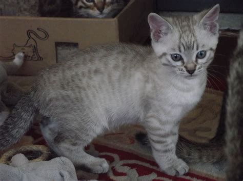 Snow Bengal And Brown Spotted 34 Bengal Kittens Market
