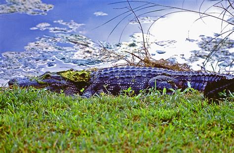 Alligator Silver Springs Florida 2 Of 2 I Took This Ph Flickr