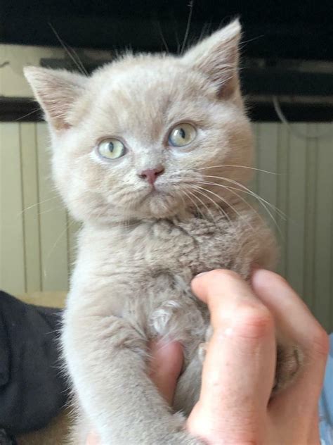 Bsh Gccf Registered Kittens For Sale In Halifax West Yorkshire Gumtree
