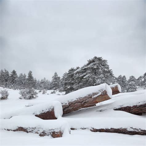 Snow Tree Stump Winter Firewood Stock Photos Pictures And Royalty Free