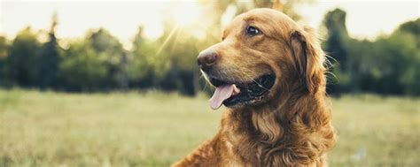 Golden Retriever Rasseportrait Und Zuchtinfo Der Hund