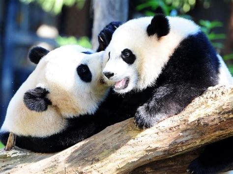 ‘too Soon To Take Giant Panda Off The Endangered List