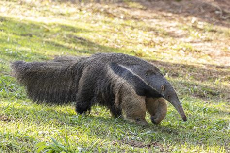 Giant Anteater Facts Biggest Anteater In The World
