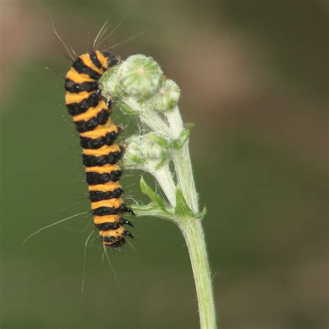Black And Orange Striped Caterpillar 50 40d 08231