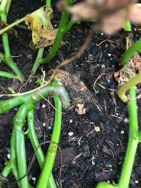 These bugs will eat your plant leaves and create those. My Sweet Potatoes are Wilting and have Yellow Leaves ...