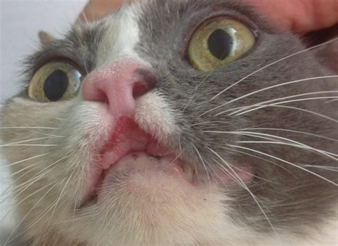 44 Best Photos Eosinophilic Granuloma Cat Natural Treatment Animal
