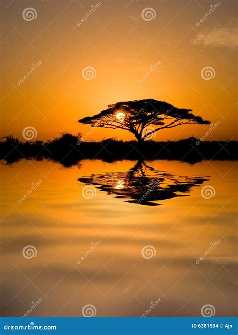 Acacia Tree At Sunrise Stock Photo Image Of Landscape 6381504