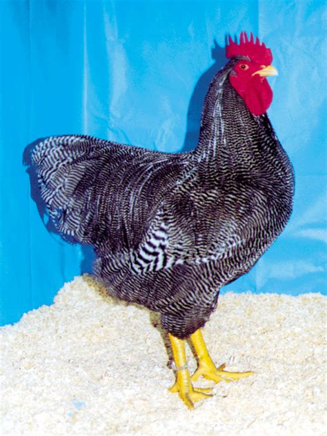 Plymouth Rock Poultry Hub
