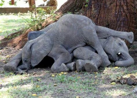Baby Elephants Photos And Memes That Will Make You Smile