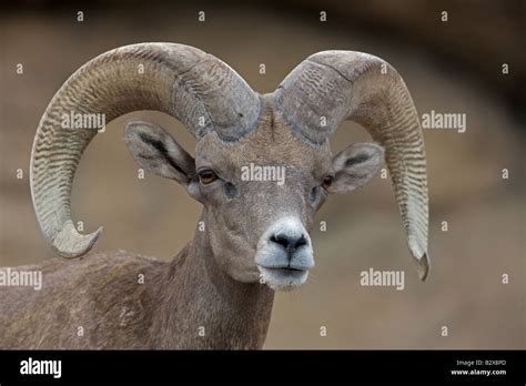 Bighorn Sheep Ovis Canadensis Ram Portrait Captive Arizona