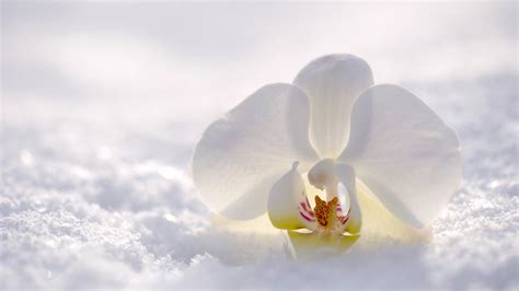 Wallpaper Orchid Flower Snow Winter White 4k Nature 16878