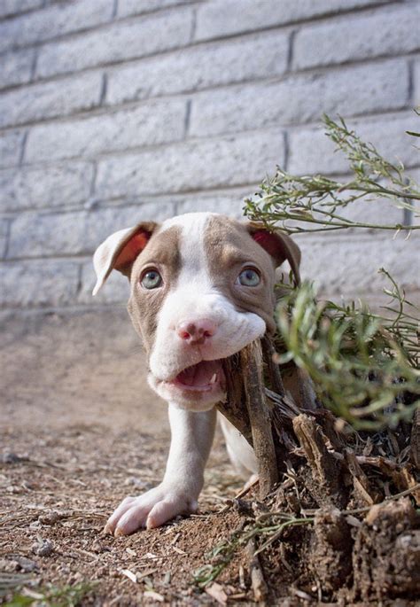 25 Photos Of Dangerous Pit Bulls Will Give You A Wake Up Call Omg