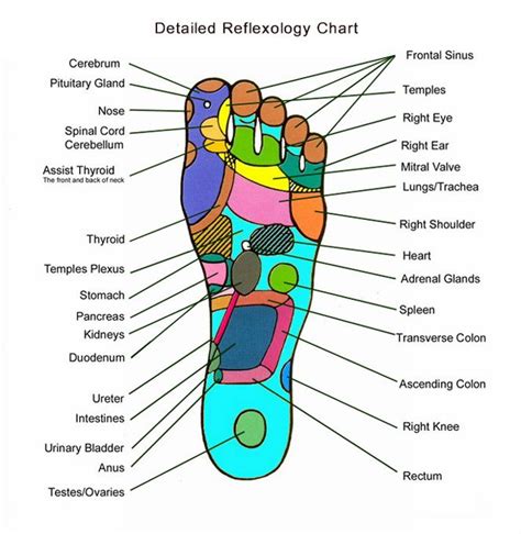 Reflexology Reflexology Foot Reflexology Acupressure