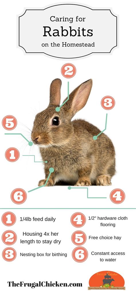 This is a very crucial point indeed. Raising Rabbits On The Homestead For Beginners | Pets ...