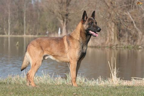 Health Issues More Commonly Seen In The Belgian Shepherd Pets4homes