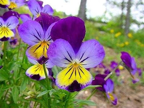 È inoltre simbolo di profondità, potere e rispetto. Fiore viola - Piante Annuali - La viola