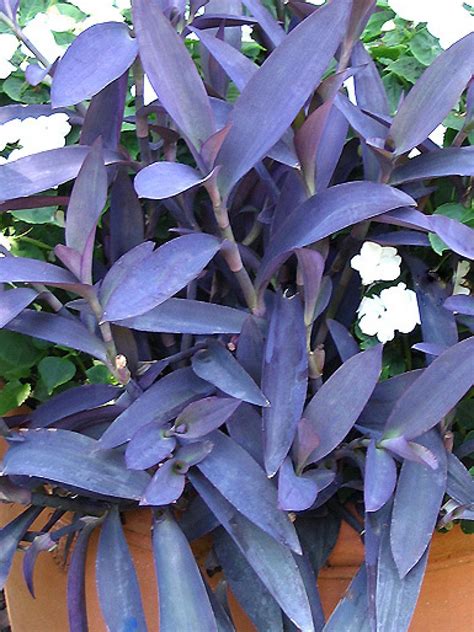 It is found in gardens as well as bouquets. Purple Heart | HGTV