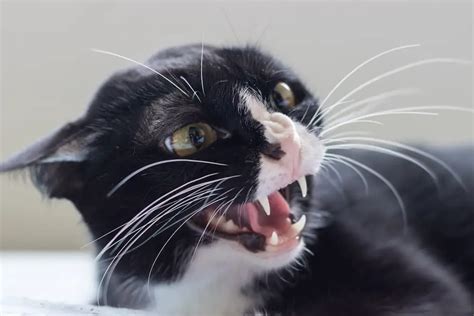 Why Cats Hiss 5 Reasons For Your Cats Behavior
