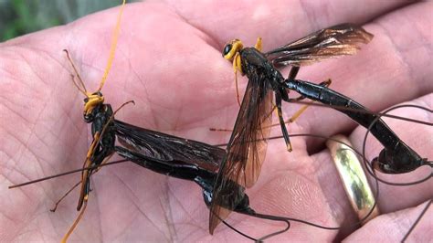 77 Best Of Giant Ichneumon Wasp Bite Insect News